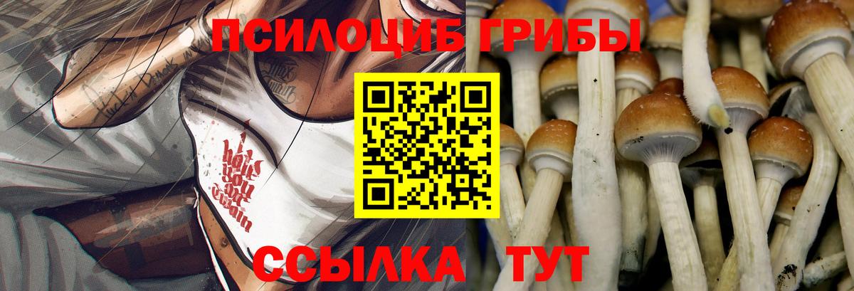 Галлюциногенные грибы Psilocybe Железногорск